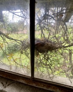 birds nest in abandoned farmhouse window