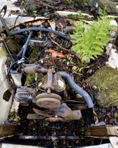 plant-growing-from-engine-bay