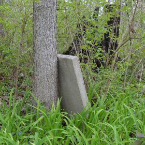 headstone leaning against a tree in an abandoned cemetery