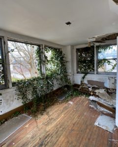 ivy growing through a broken window