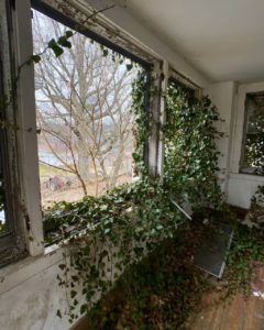 window covered in ivy with a tracker in the background