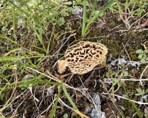found-this-huge-mushroom-in-ohio