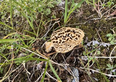 found-this-huge-mushroom-in-ohio