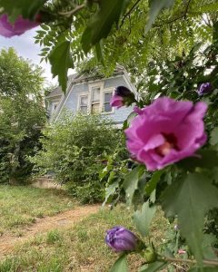 abandoned-victorian-house-dayton-pink-flower-close