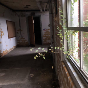 abandoned school plant coming in window